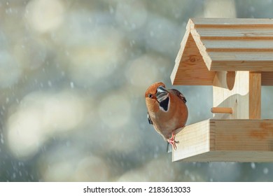 Hawfinch (Coccothraustes coccothraustes) in the bird feeder - Shutterstock ID 2183613033