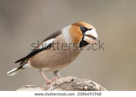 Similar – Hawfinch