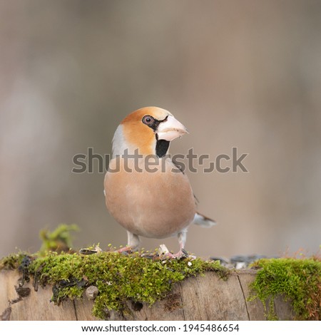 Similar – Hawfinch