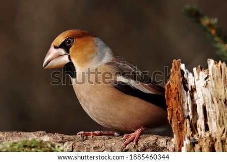 Similar – Hawfinch