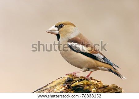 Similar – Hawfinch