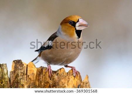 Similar – Image, Stock Photo Hawfinch