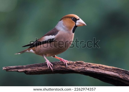 Similar – Hawfinch