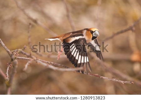 Hawfinch flyong in forest