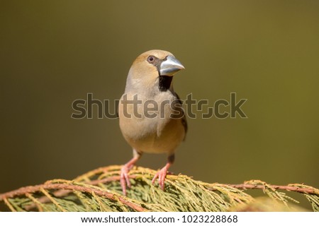 Similar – Hawfinch