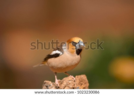 Similar – Hawfinch