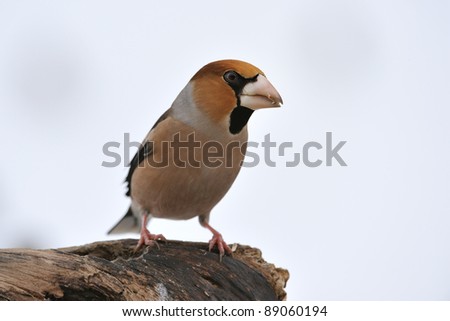 Similar – Hawfinch