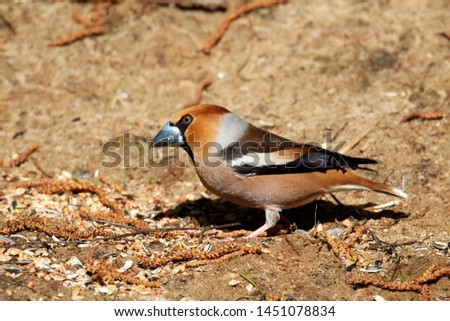 Similar – Hawfinch