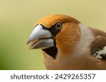  Hawfinch with open beak. It is a portrait shot of the male hawfinch.The large cone-shaped beak is clearly visible.The location was a forest with tall trees in the summer 2023.