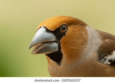  Hawfinch with open beak. It is a portrait shot of the male hawfinch.The large cone-shaped beak is clearly visible.The location was a forest with tall trees in the summer 2023.