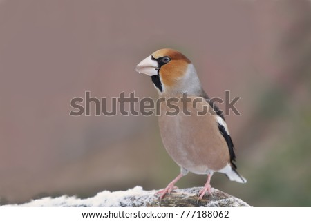 Similar – Hawfinch