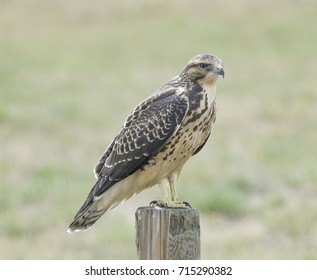 Hawk 1