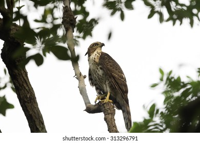 Hawk