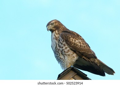 hawk