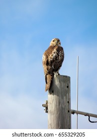 hawk