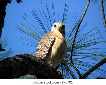 hawk