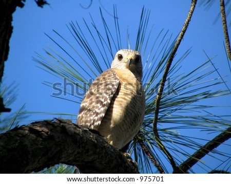 hawk