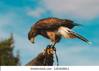 Hawk Birds Of Prey Falconry 