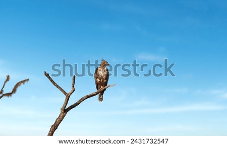 Hawk Black Kite, bird are perching on tree branch in blue sky time in order to sleep at night. Nature and wildlife concept.