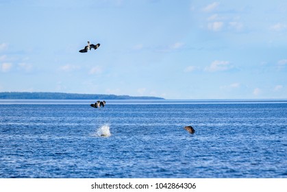 A Hawk Catches Fish Diving Into The Water. Multiple Exposured Photo