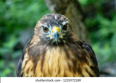 Hawk close up