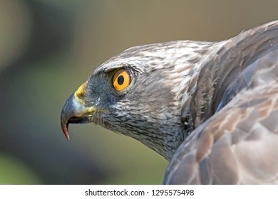 hawk close up