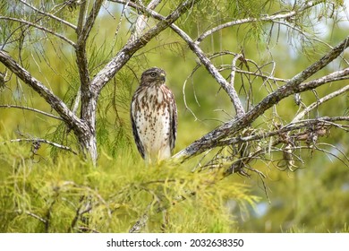 Hawk In A Cypress Tree In The Swamp