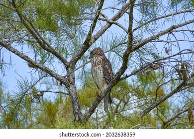 Hawk In A Cypress Tree In The Swamp