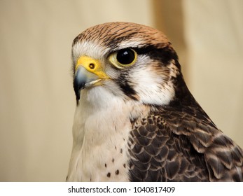 Hawk eagle close up          