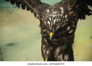 hawk eagle in flight close up