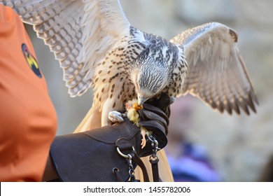 seahawk eating a falcon