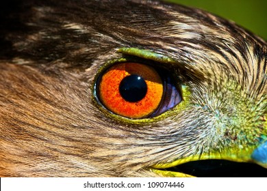 Hawk Eye