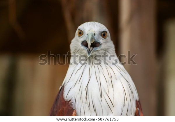 Hawk, Hawk eyes, red wing color hawk,\
Brahminy Kite is Flying Predators and powerful hawk that use to\
control other bird in farmer, biological\
control