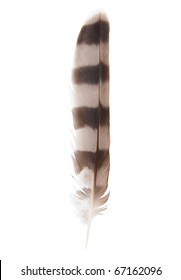 Hawk Feather Isolated