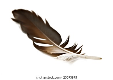 hawk feather isolated on white