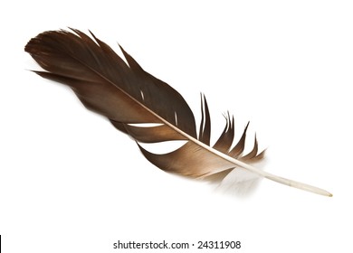  Hawk Feather Isolated On White