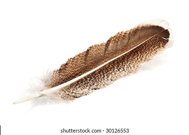 Hawk Feather Isolated On White