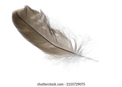 34,792 Brown and white hawk Images, Stock Photos & Vectors | Shutterstock