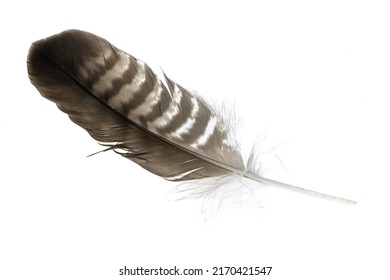 Hawk Feather On White Isolated Background Stock Photo 2170421547 ...