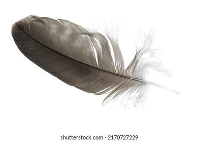 93,649 White hawk Images, Stock Photos & Vectors | Shutterstock