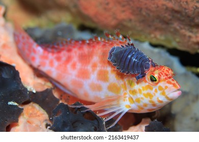 Hawk Fish With Isopod Parasites On His Head.  Underwater Image Taken Scuba Diving In Indonesia