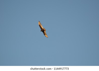 Hawk in flight