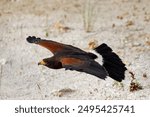 Hawk in flight. Harris