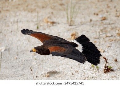 Hawk in flight. Harris's hawk, Parabuteo unicinctus, flying with widely spread wings. Bird of prey hunting in semi-desert. Beautiful raptor known as dusky or wolf hawk. Hunts cooperatively in group. - Powered by Shutterstock