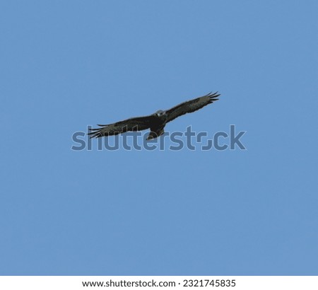 A Hawk in flight over the countryside