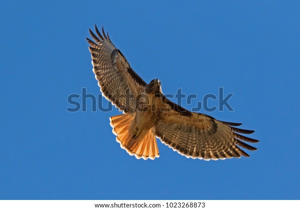 Hawk flying above Los\
Angeles