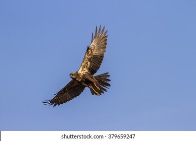 Hawk flying. Bird: Western Marsh Harrier. Blue sky background.