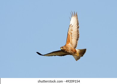 hawk flying (buteo lagopus)