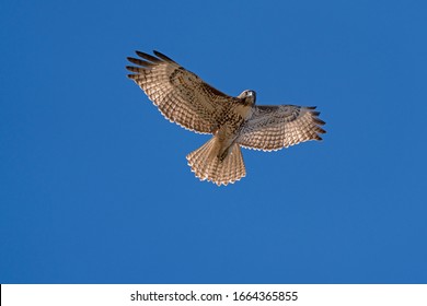 Hawk flying high above in the blue sky