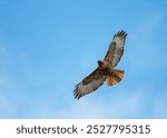 Hawk flying isolated on blue sky, close-up bird of prey in mid-flight.